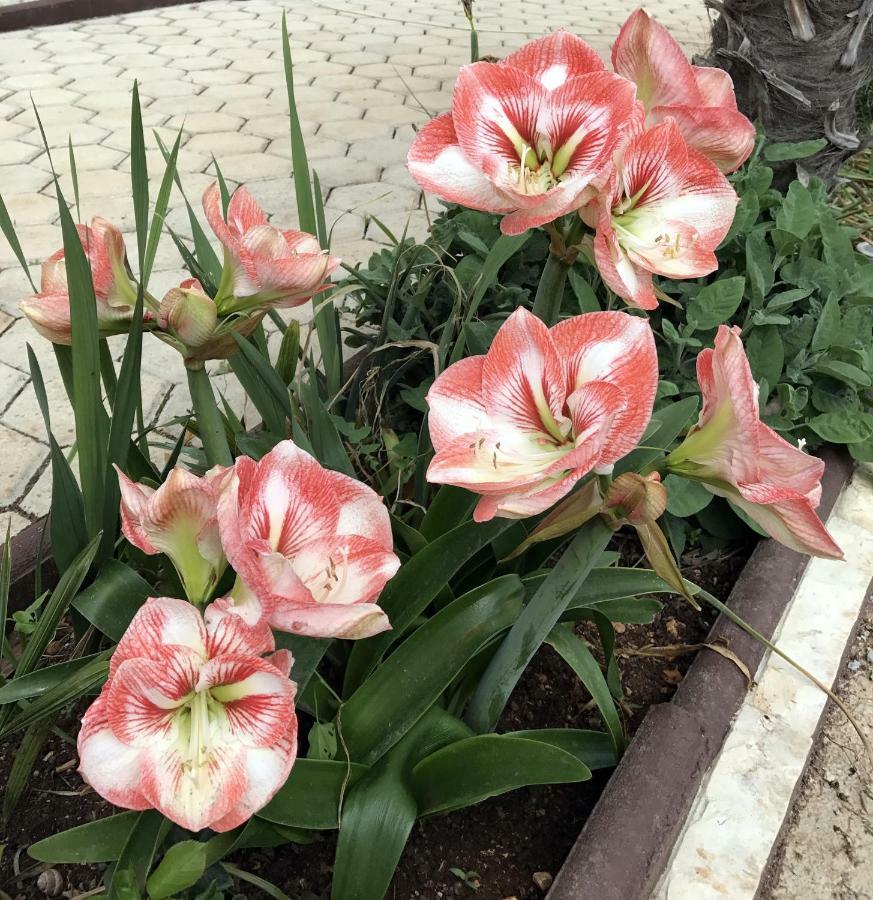 فيلا Palme بوريتش المظهر الخارجي الصورة